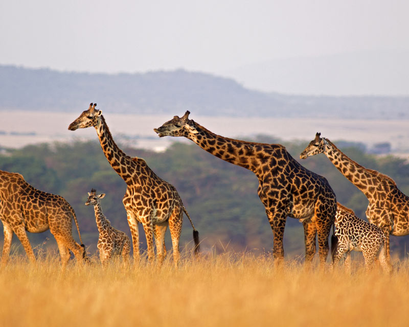 Giraffes